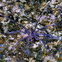 Huge spider approx 15cm diameter
